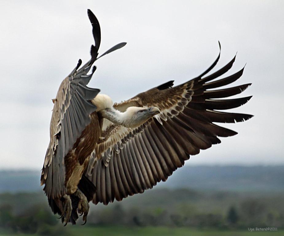 Observatorio De Aves Mas De Bunyol Вальдерробрес Экстерьер фото
